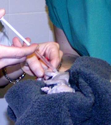 kat keizersnede, een middel om de verdoving tegen te gaan wordt gegeven. dierenkliniek wilhelminapark in utrecht
